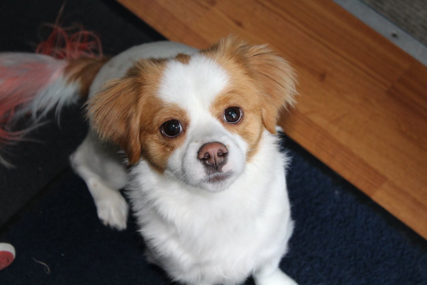 Rugby Veterinary Services JCIN